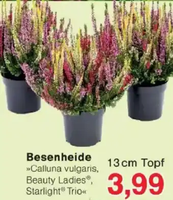 Jawoll Besenheide Angebot
