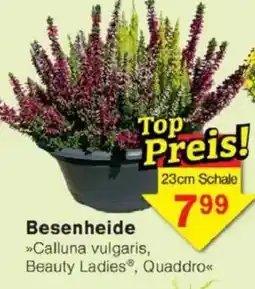 Jawoll Besenheide Angebot