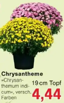 Jawoll Chrysantheme 19 cm Topf Angebot