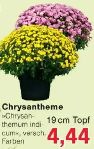 Jawoll Chrysantheme 19 cm Topf Angebot