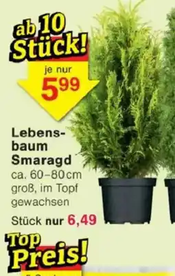 Jawoll Lebens- baum Smaragd Angebot