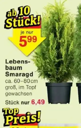 Jawoll Lebens- baum Smaragd Angebot