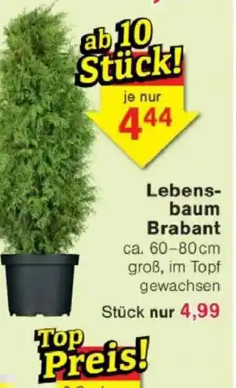 Jawoll Lebens- baum Brabant Angebot