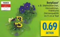 diska Beetpflanze Angebot