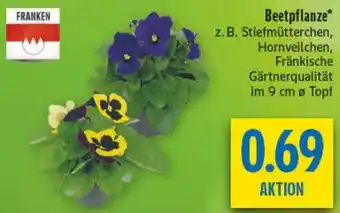 diska Beetpflanze Angebot