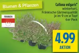 diska Calluna vulgaris Angebot
