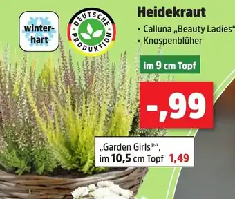 Thomas Philipps Heidekraut Angebot