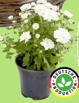 Thomas Philipps Chrysantheme ,,Patio Mum" Angebot
