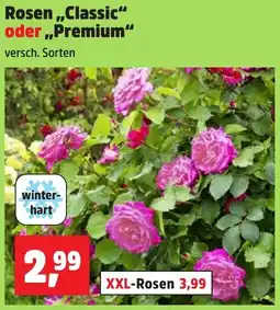 Thomas Philipps Rosen ,,Classic" oder Premium Angebot