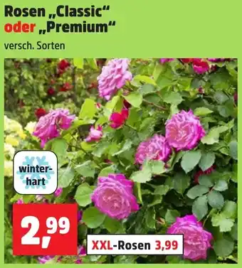 Thomas Philipps Rosen ,,Classic" oder Premium Angebot