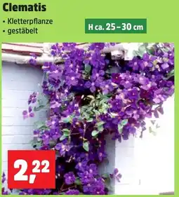 Thomas Philipps Clematis Angebot