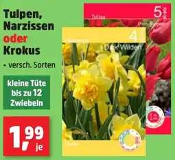 Thomas Philipps Tulpen, Narzissen oder Krokus Angebot