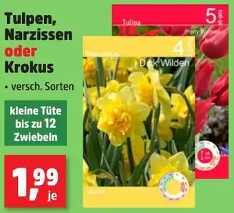 Thomas Philipps Tulpen, Narzissen oder Krokus Angebot