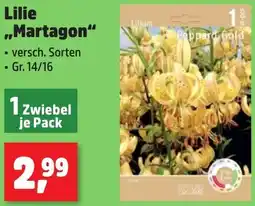 Thomas Philipps Lilie ,,Martagon" Angebot