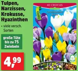 Thomas Philipps Tulpen, Narzissen, Krokusse, Hyazinthen Angebot