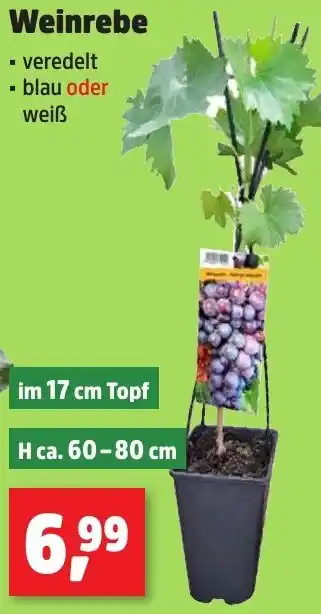 Thomas Philipps Weinrebe Angebot