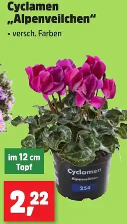 Thomas Philipps Cyclamen ,,Alpenveilchen" Angebot