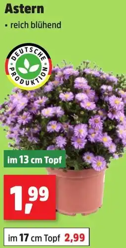Thomas Philipps Astern Angebot