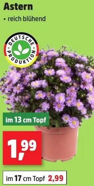 Thomas Philipps Astern Angebot
