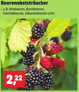 Thomas Philipps Beerenobststräucher Angebot