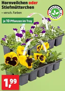 Thomas Philipps Hornveilchen oder Stiefmütterchen Angebot