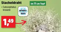 Thomas Philipps Stacheldraht Angebot