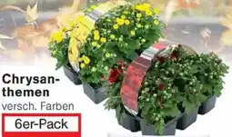 Wiglo Wunderland Chrysanthemen Angebot