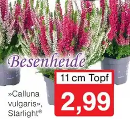 Wiglo Wunderland Besenheide Angebot