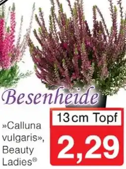 Wiglo Wunderland Besenheide Angebot