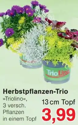 Wiglo Wunderland Herbstpflanzen-Trio Angebot
