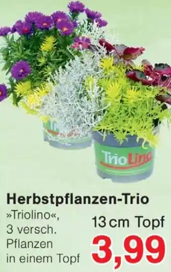 Wiglo Wunderland Herbstpflanzen-Trio Angebot