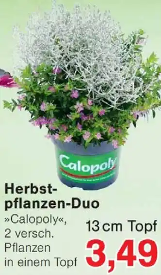 Wiglo Wunderland Herbstpflanzen-Duo Angebot