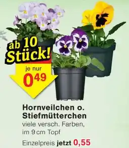 Wiglo Wunderland Hornveilchen o. Stiefmütterchen Angebot