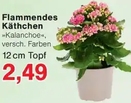 Wiglo Wunderland Flammendes Käthchen Angebot