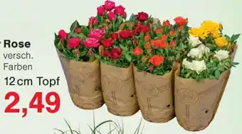 Wiglo Wunderland Rose Angebot