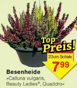 Wiglo Wunderland Besenheide Angebot