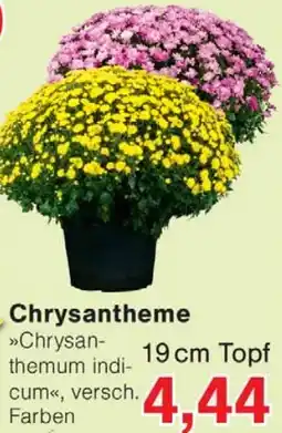 Wiglo Wunderland Chrysantheme Angebot