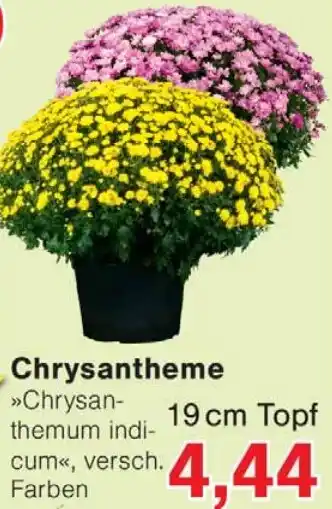 Wiglo Wunderland Chrysantheme Angebot