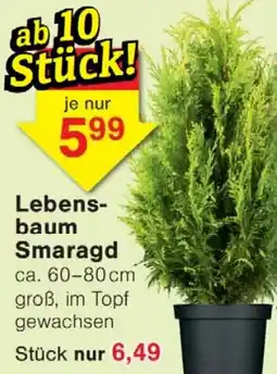 Wiglo Wunderland Lebensbaum Smaragd Angebot