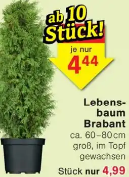 Wiglo Wunderland Lebensbaum Brabant Angebot
