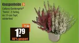 V Baumarkt Knospenheide Angebot
