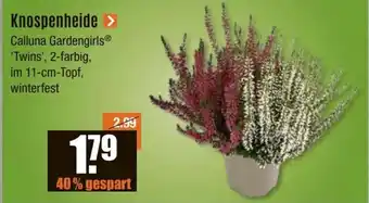 V Baumarkt Knospenheide Angebot