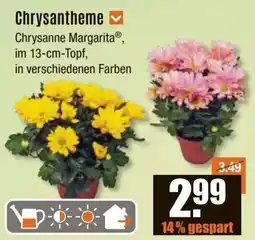 V Baumarkt Chrysantheme Angebot