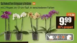 V Baumarkt Schmetterlingsorchidee Angebot