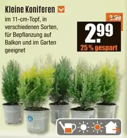 V Baumarkt Kleine Koniferen Angebot