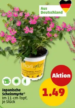 PENNY Japanische Scheinmyrte Angebot