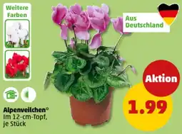 PENNY Alpenveilchen Angebot