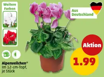 PENNY Alpenveilchen Angebot