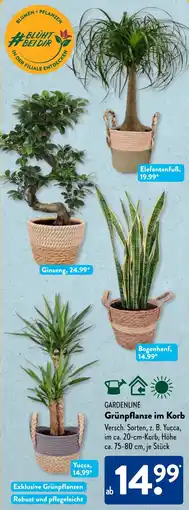 Aldi Süd GARDENLINE Grünpflanze im Korb Angebot