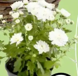 Thomas Philipps Chrysanthemen Patio Mum Angebot